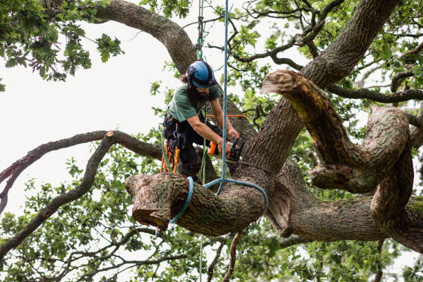 Best Tree Health Inspection  in Honaker, VA