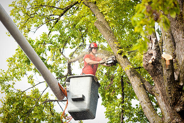 Best Storm Damage Tree Cleanup  in Honaker, VA